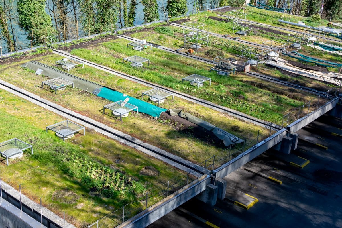 green roof maintenance big flat roof covered with plants