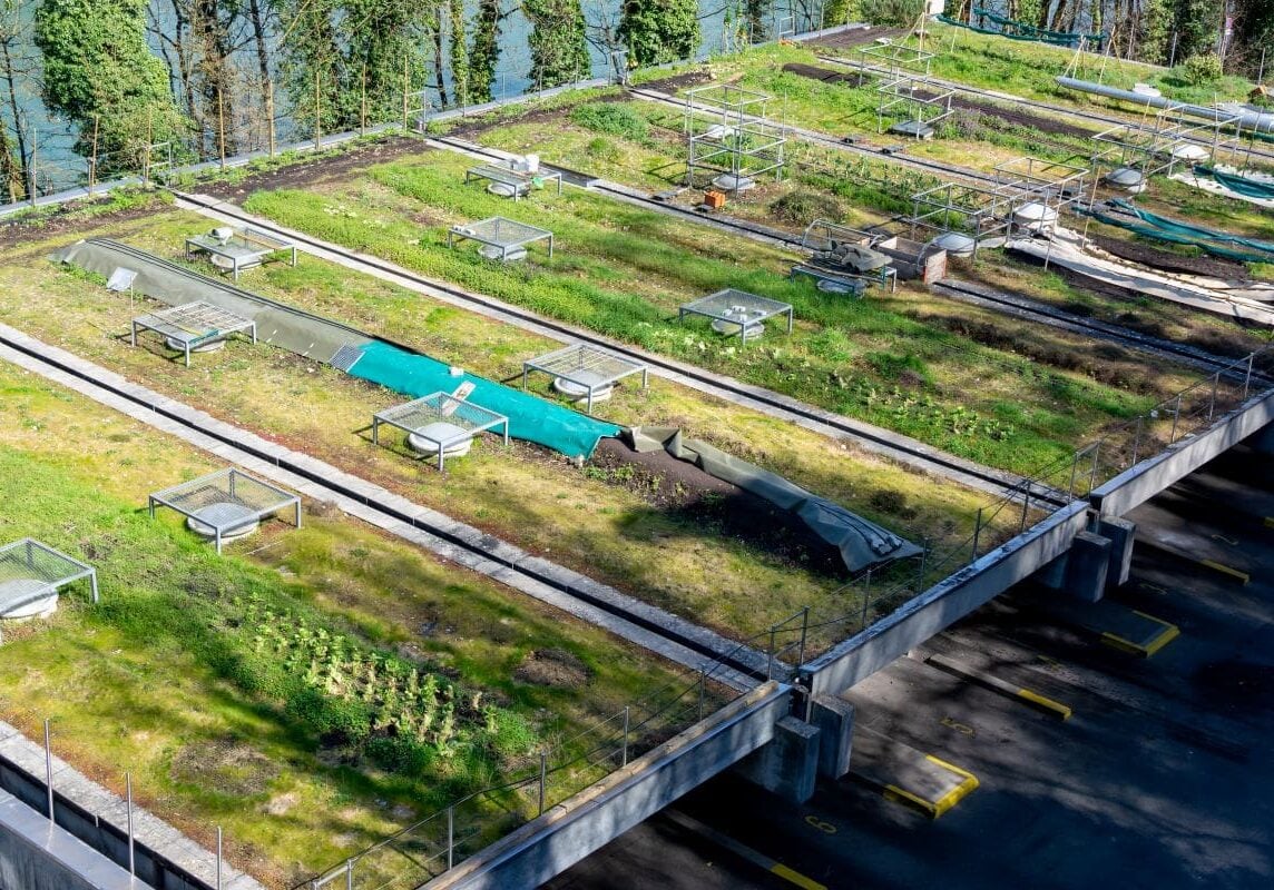 green roof maintenance big flat roof covered with plants